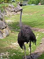 Autruche, Struthio camelus (Photo F. Mrugala) (8)